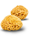 Natural Sea Sponge: Honeycomb