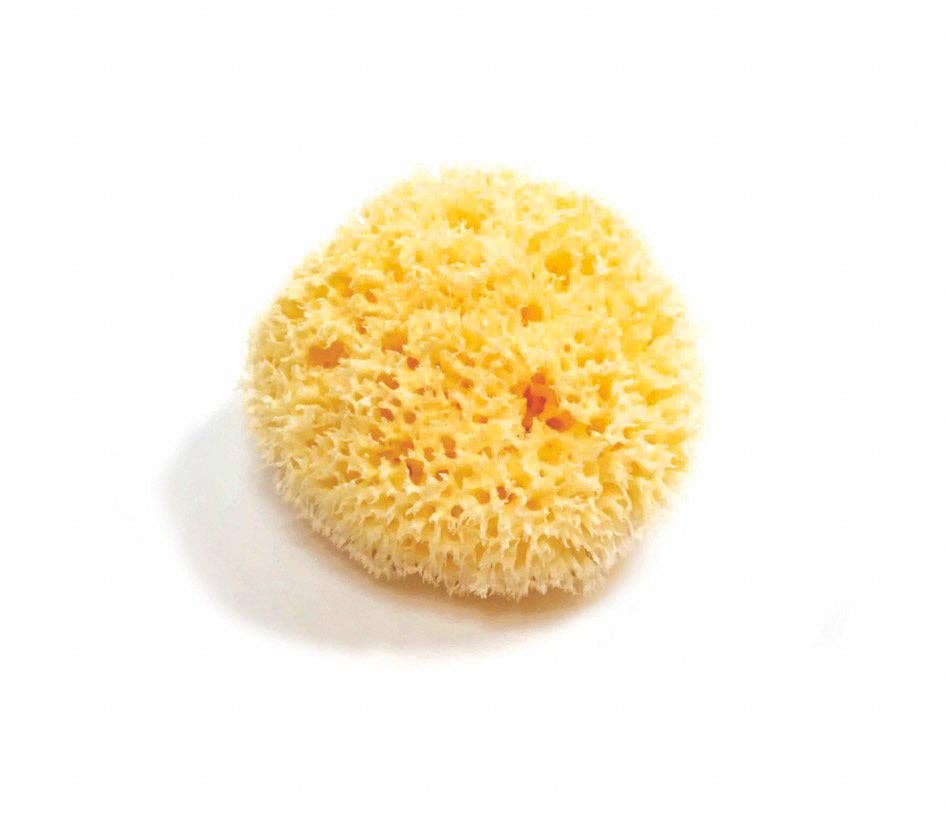 Natural Sea Sponge: Honeycomb