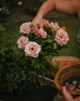 Rose Petal Body Oil