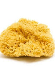 Natural Sea Sponge: Honeycomb