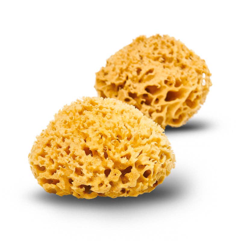 Natural Sea Sponge: Honeycomb