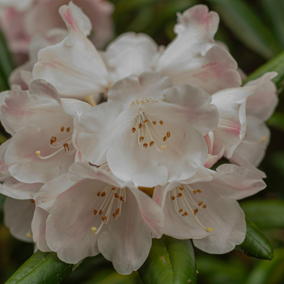 Rhododendron Essential Oil – Sunday's Company