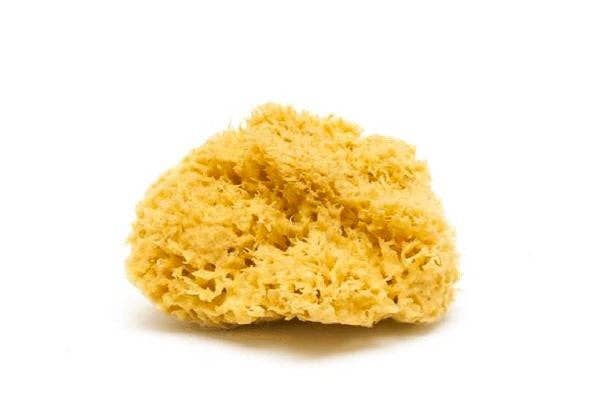 Natural Sea Sponge: Honeycomb